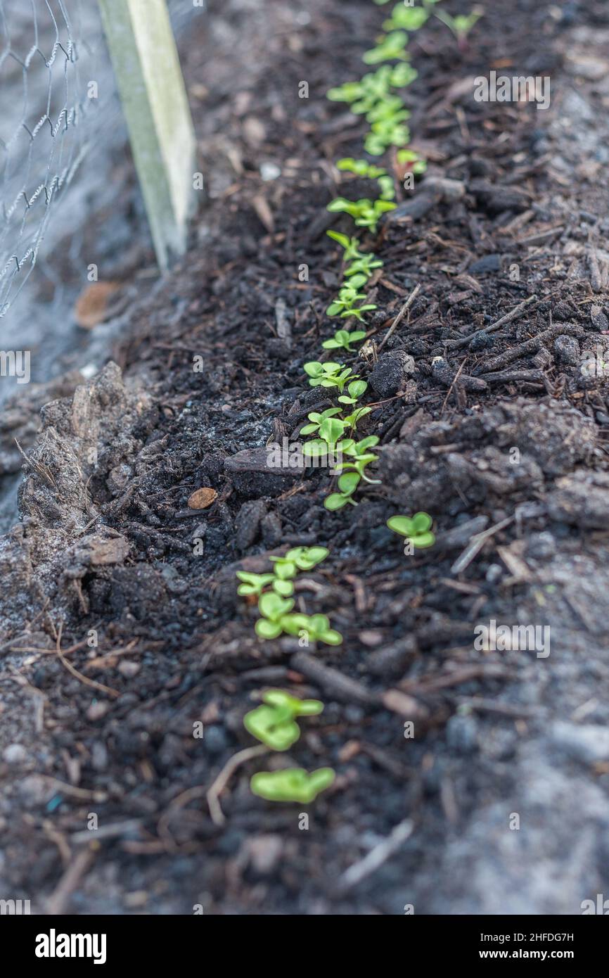 Giovani pianta che germogliano tutti in una fila in un giardino di cortile lungo una recinzione. Foto Stock