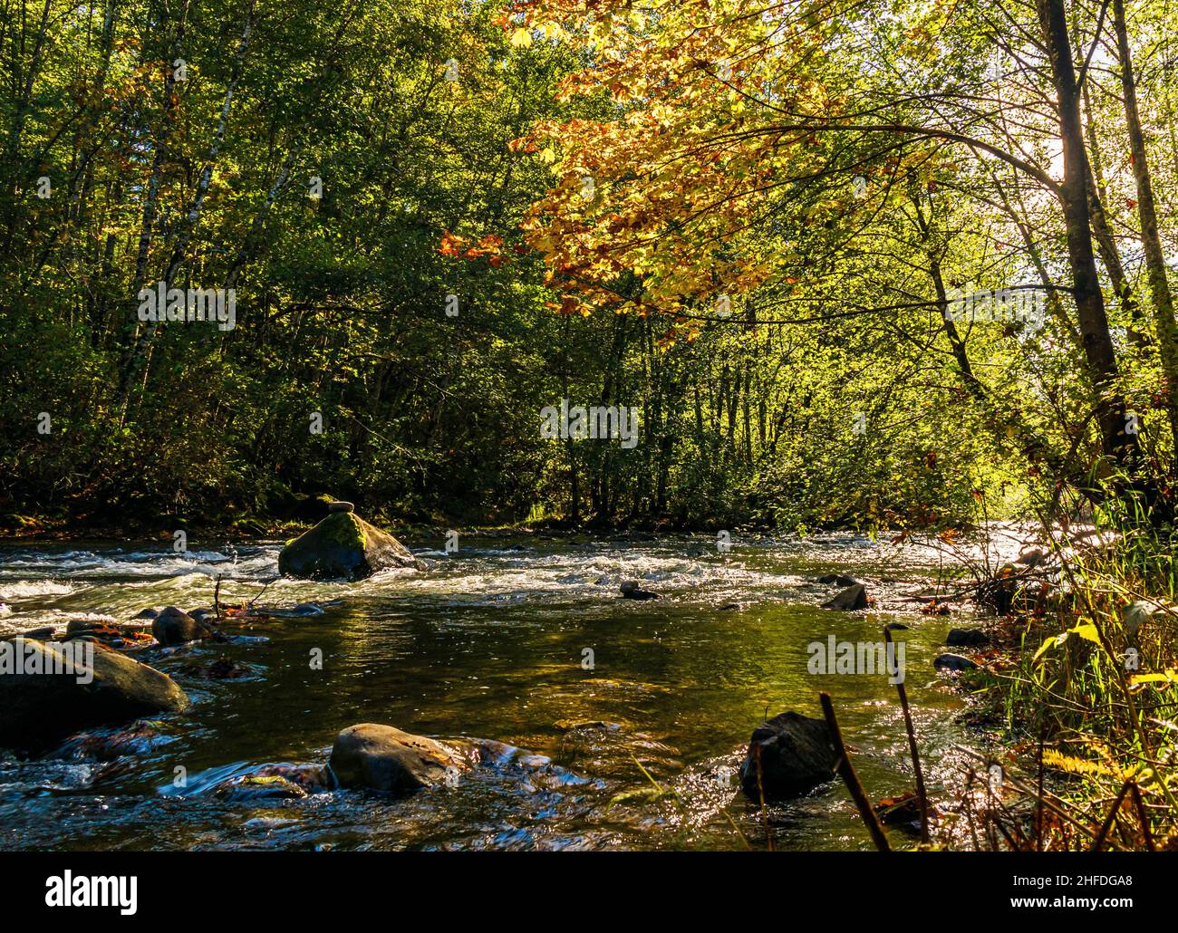 Scena autunnale con un fiume scintillante sull'isola di Vancouver, acqua bianca, alberi verdi, foglie autunnali. Tranquillo. Foto Stock