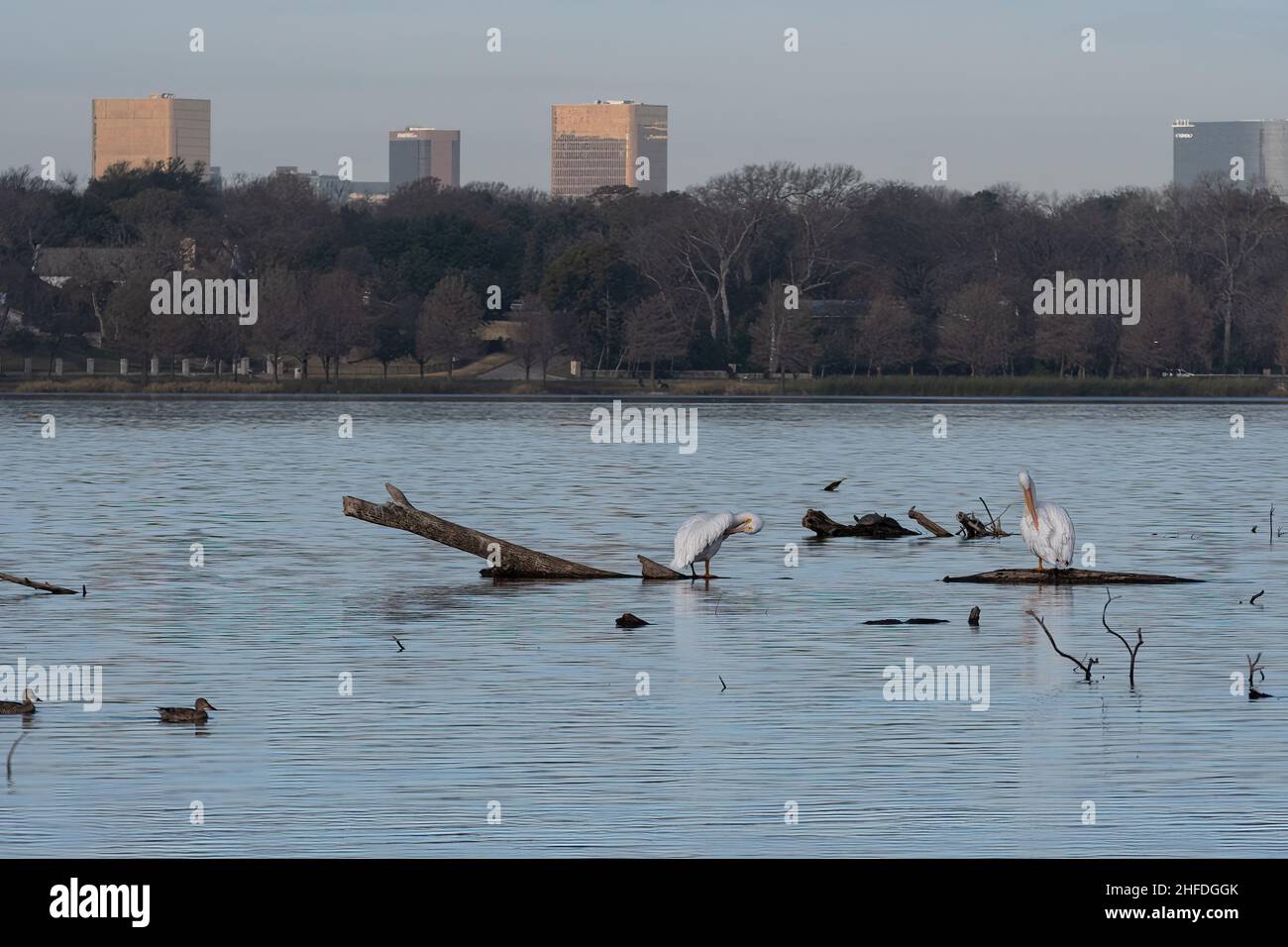 Un paio di Pelicans bianchi in piedi su tronchi sommersi nel lago White Rock e preening le loro piume con alcuni grattacieli e uffici dietro. Foto Stock