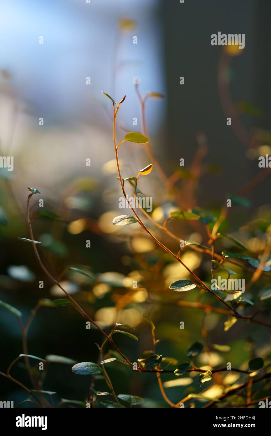Macro scatto di germogli verdi maidenhair vite pianta Muehlenbeckia alla luce del sole nel giardino di casa Foto Stock