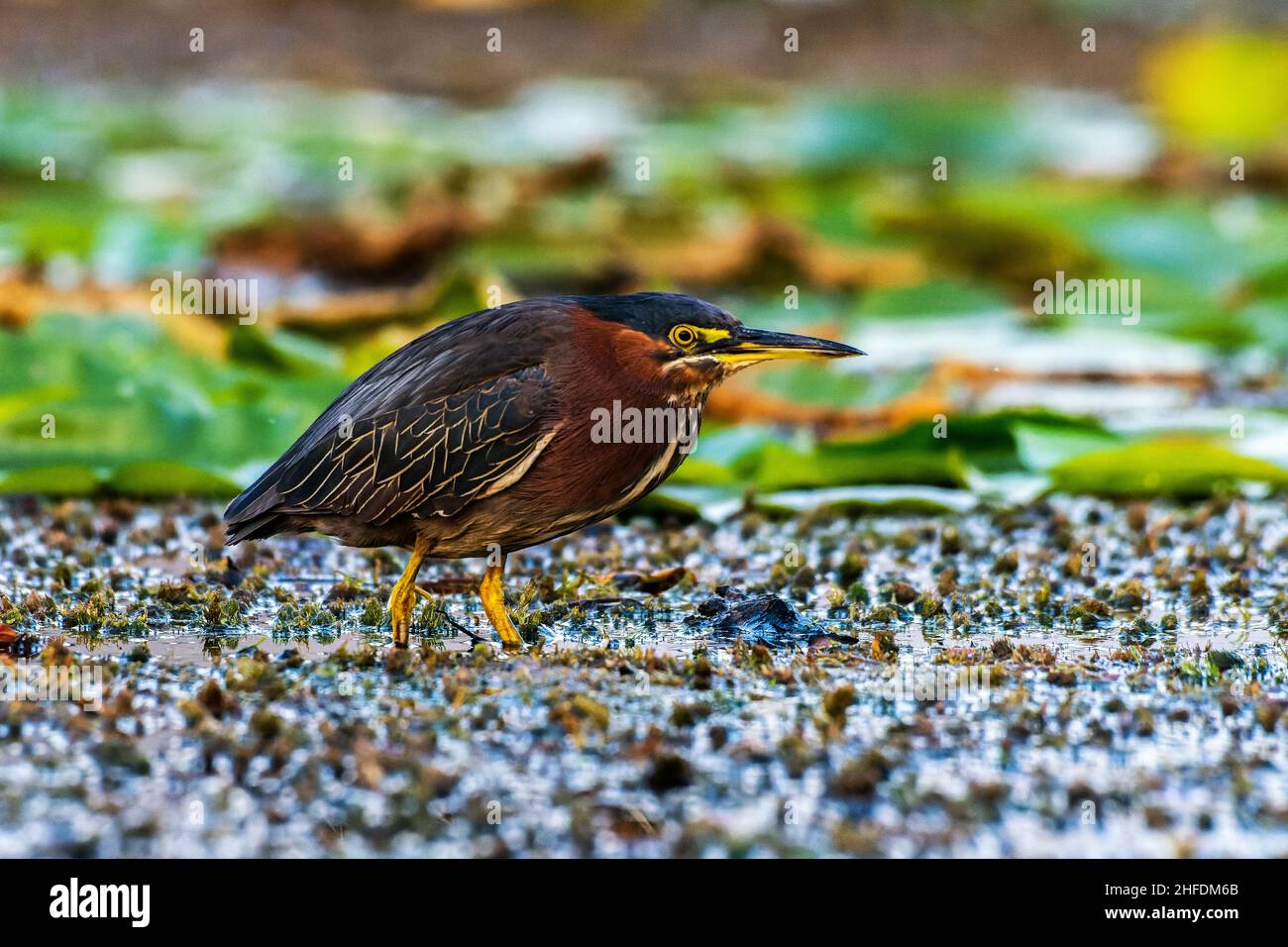 Un airone verde, Butorides virescens, passeggiate attraverso le erbacce alla ricerca di un pasto a Mill Pond vicino Plymouth, Indiana Foto Stock