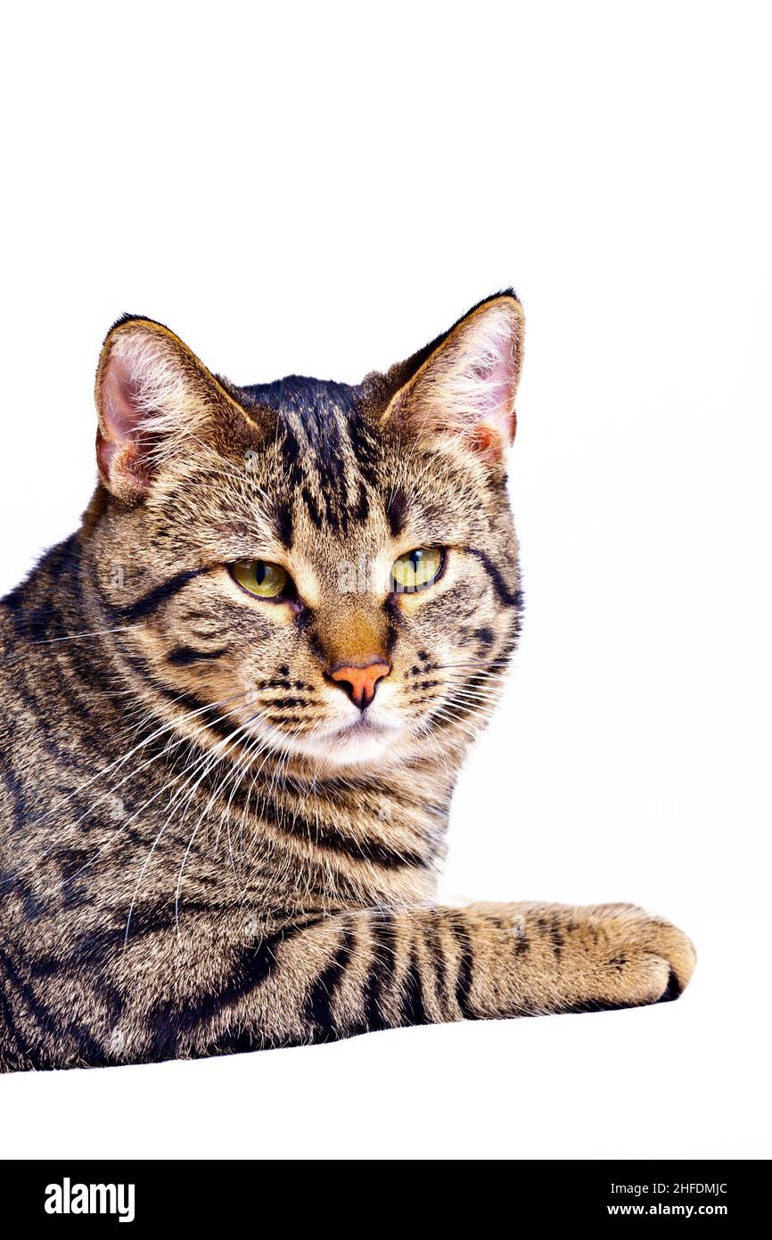carino tigre gatto isolato su bianco Foto Stock