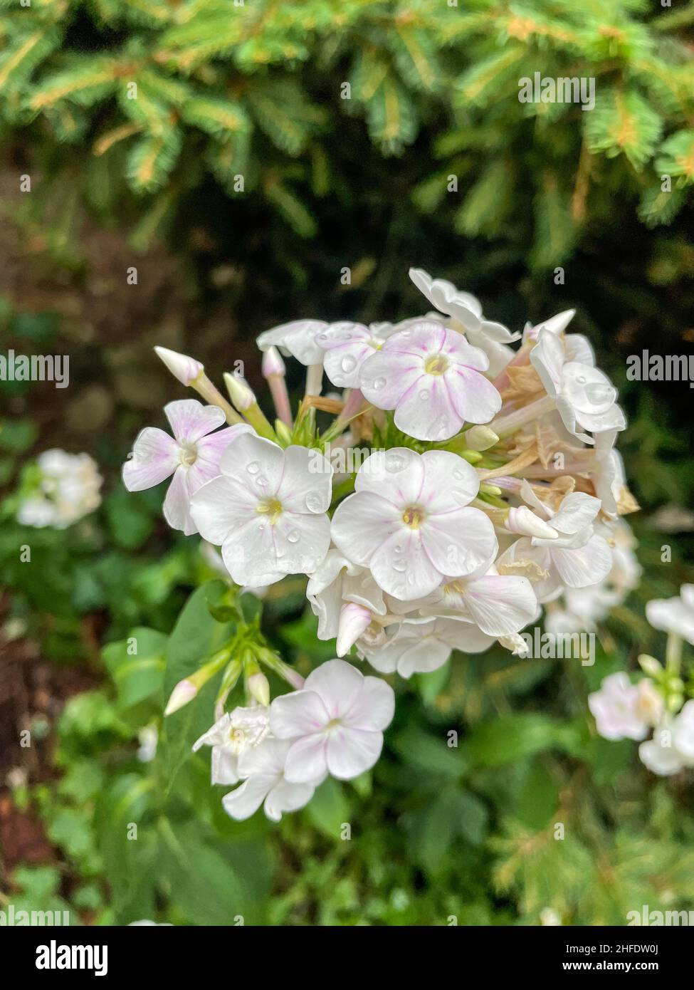 Il flox da giardino (Phlox paniculata) è una specie di pianta della famiglia Polemoniaceae. Foto Stock