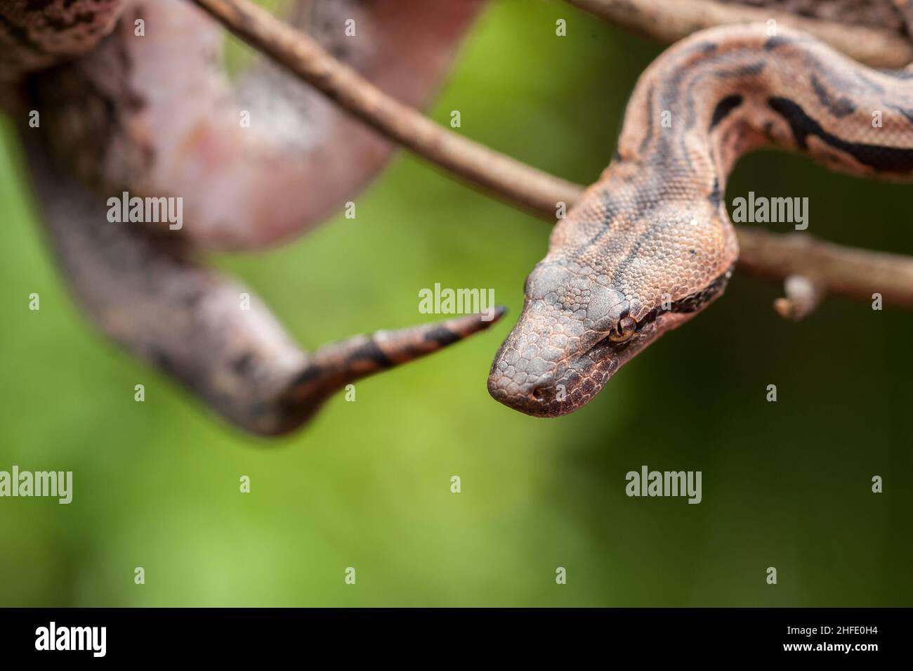 Rettile Madagascar Foto Stock