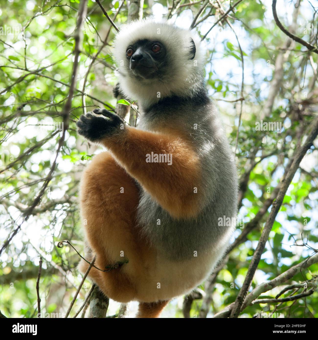I lemuri sono primati a naso umido della superfamiglia Lemuroidea. Sono originari solo dell'isola del Madagascar, i lemuri sono piccoli, hanno un muso ben evidenziato Foto Stock