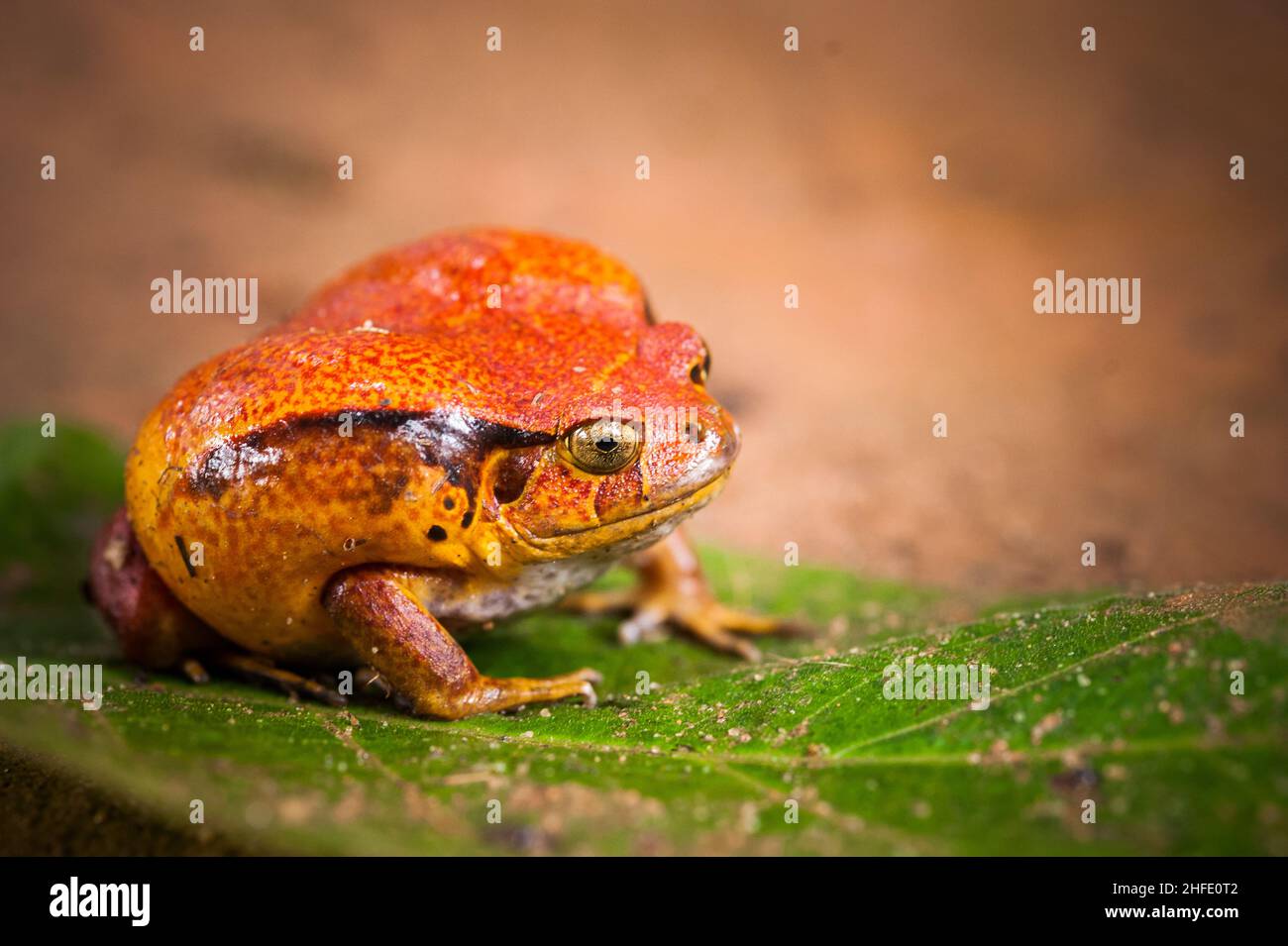 Rettile Madagascar Foto Stock