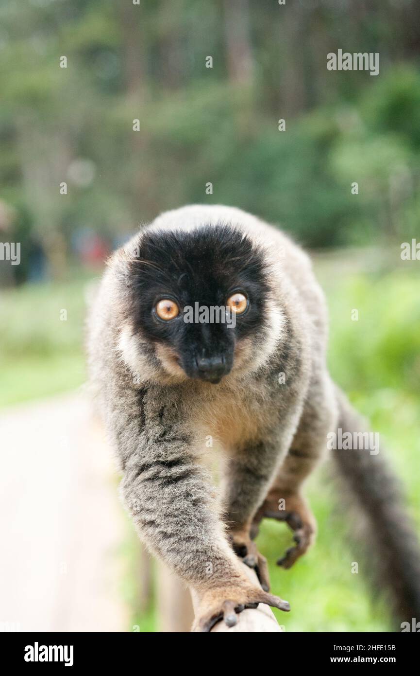 I lemuri sono primati a naso umido della superfamiglia Lemuroidea. Sono originari solo dell'isola del Madagascar, i lemuri sono piccoli, hanno un muso ben evidenziato Foto Stock