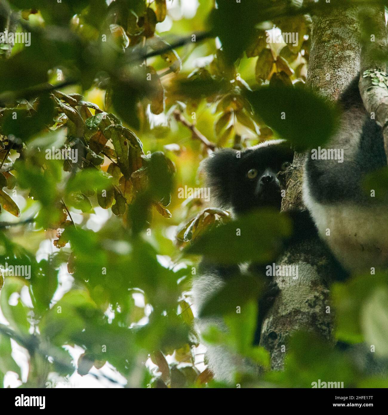 I lemuri sono primati a naso umido della superfamiglia Lemuroidea. Sono originari solo dell'isola del Madagascar, i lemuri sono piccoli, hanno un muso ben evidenziato Foto Stock
