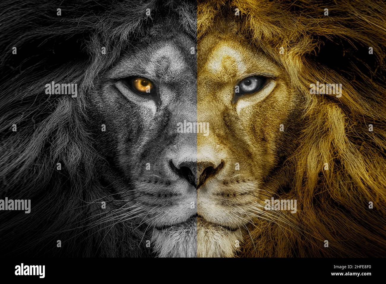 Leone africano maschio , animale selvatico Foto Stock