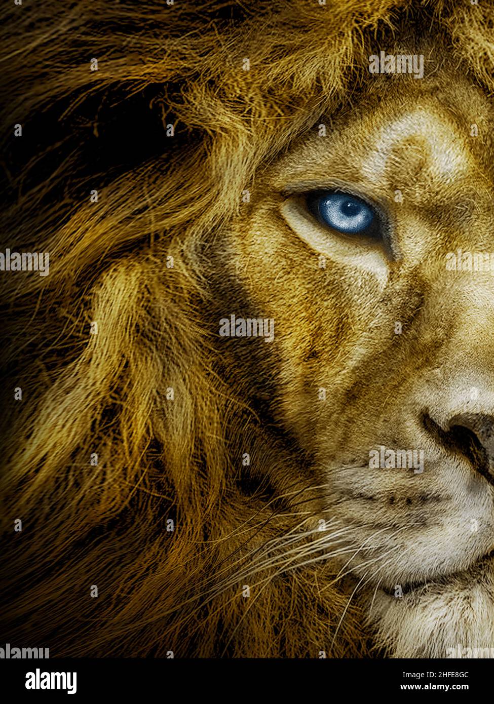 Leone africano maschio , animale selvatico Foto Stock