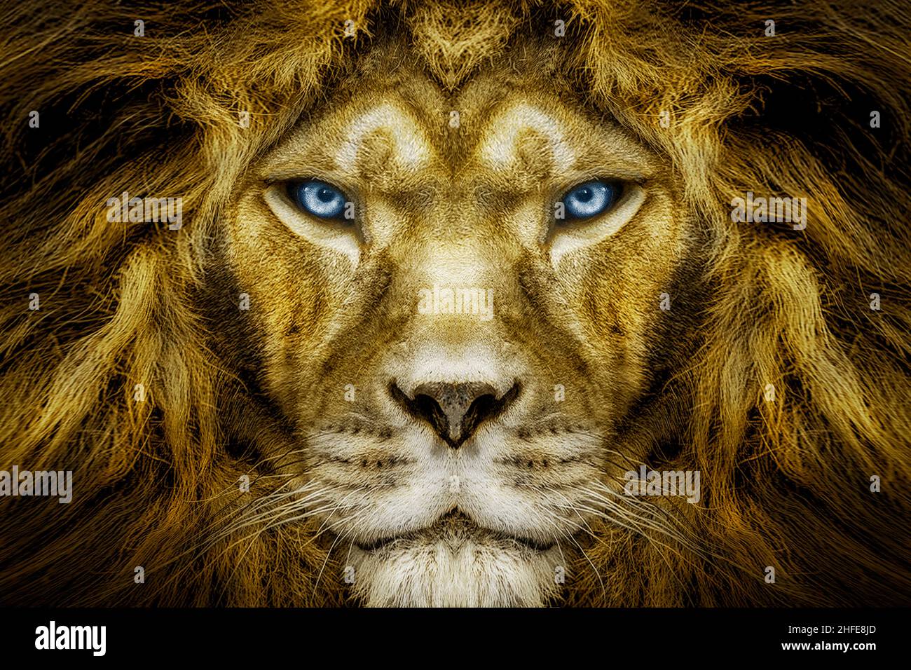 Leone africano maschio , animale selvatico Foto Stock