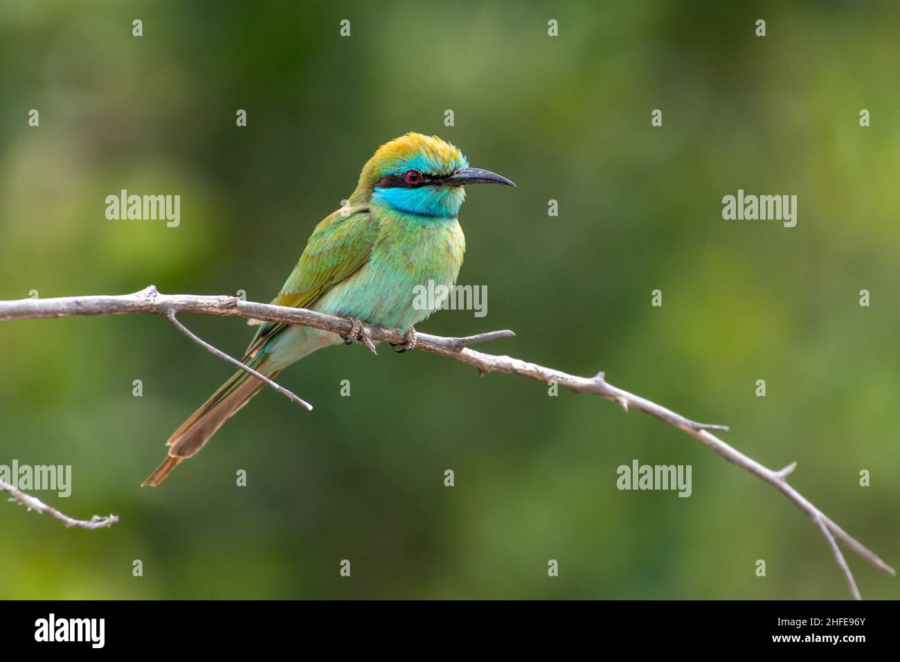 Green Bee Eaters appollaiato su un bracnch al sole (Merops orientalis muscatensis) Foto Stock