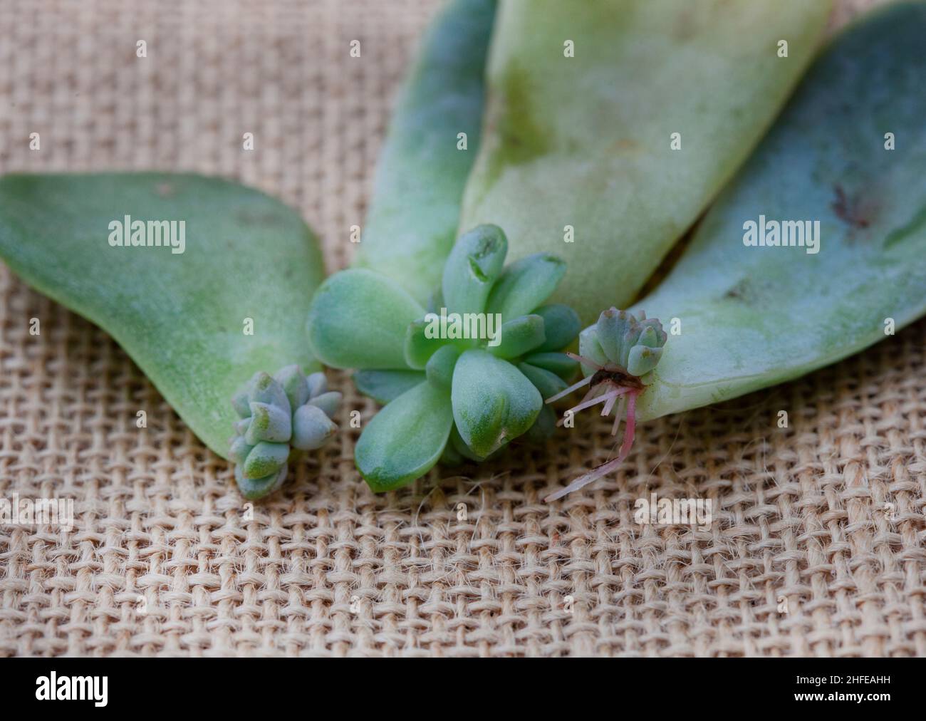 foglie succulente utilizzate per propagare nuove piante sulla superficie rustica del burlap Foto Stock