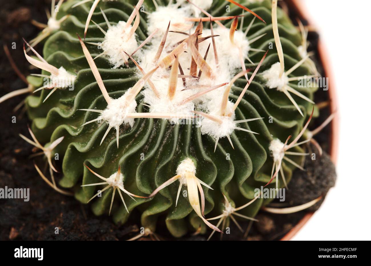 Stenocactus multicostate, il cactus cerebrale, cactus piccolo con insolite costole ondulate sfondo naturale macro floreale Foto Stock
