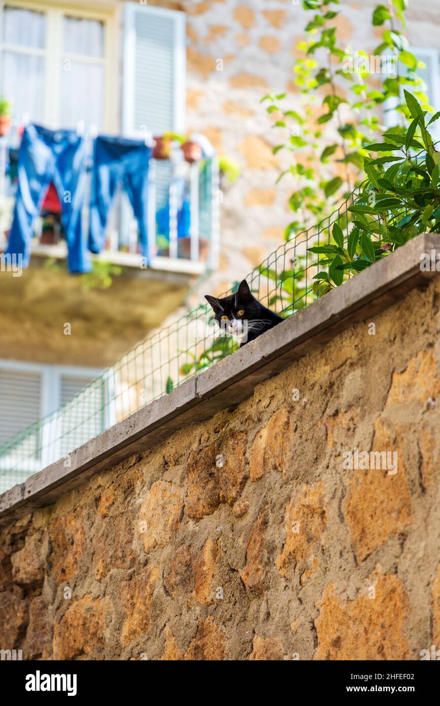 Gatto guardando giù da un muro nella città italiana di Orvieto Foto Stock