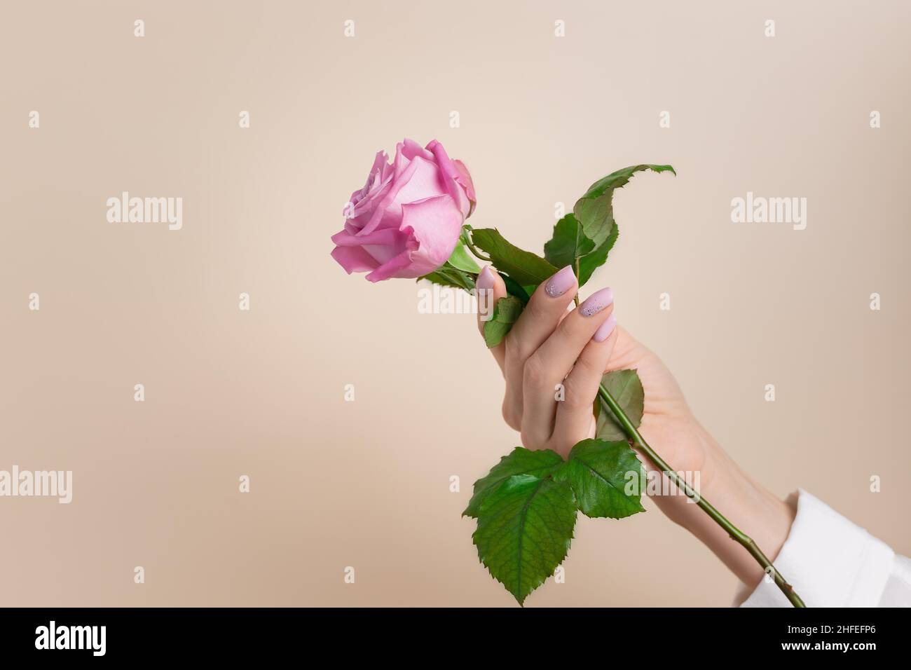 mano femmina con bel manicure che tiene fiore di rosa Foto Stock