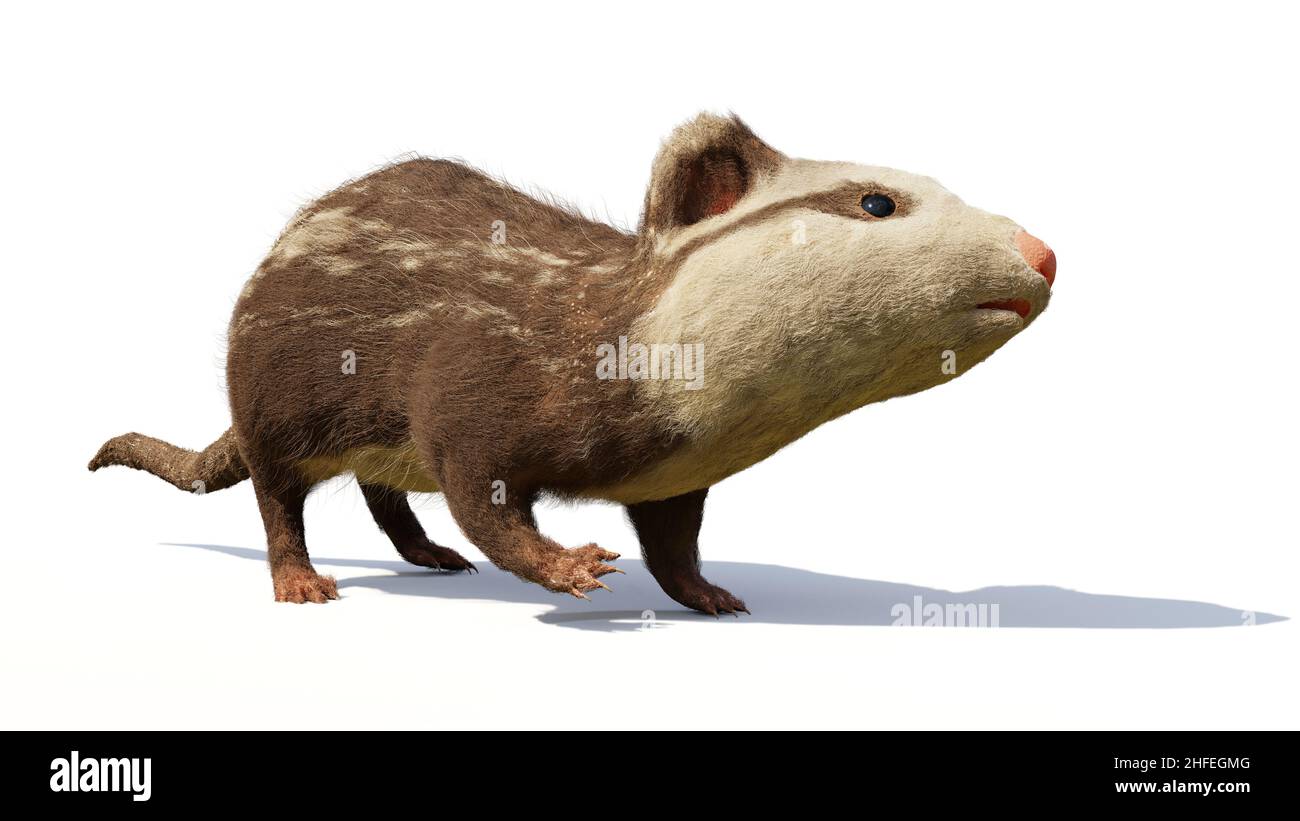 Alphadon, piccolo mammifero estinto del tardo Cretaceo che visse accanto ai dinosauri, isolato su sfondo bianco Foto Stock