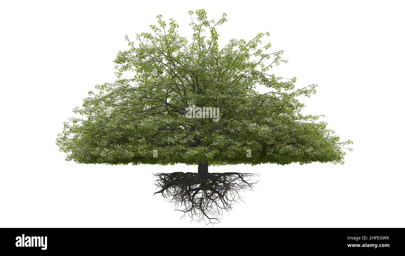 Albero con radici, isolato su sfondo bianco Foto Stock