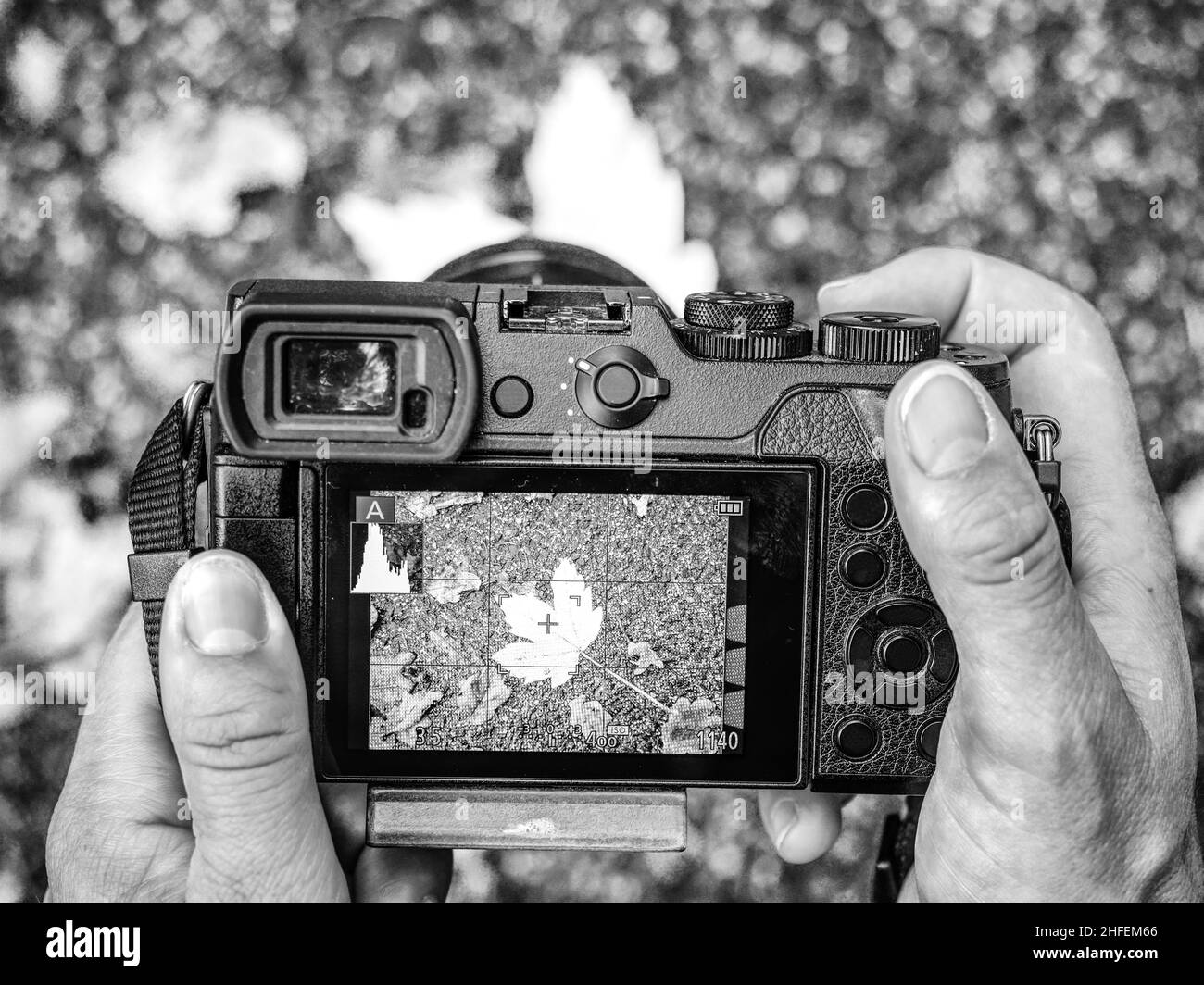 Dettaglio dell'utilizzo della fotocamera per scattare foto autunnali. Foglie di cespugli e alberi di bel colore in natura. Vista ravvicinata dell'attrezzatura cameraman. BW, Black AN Foto Stock