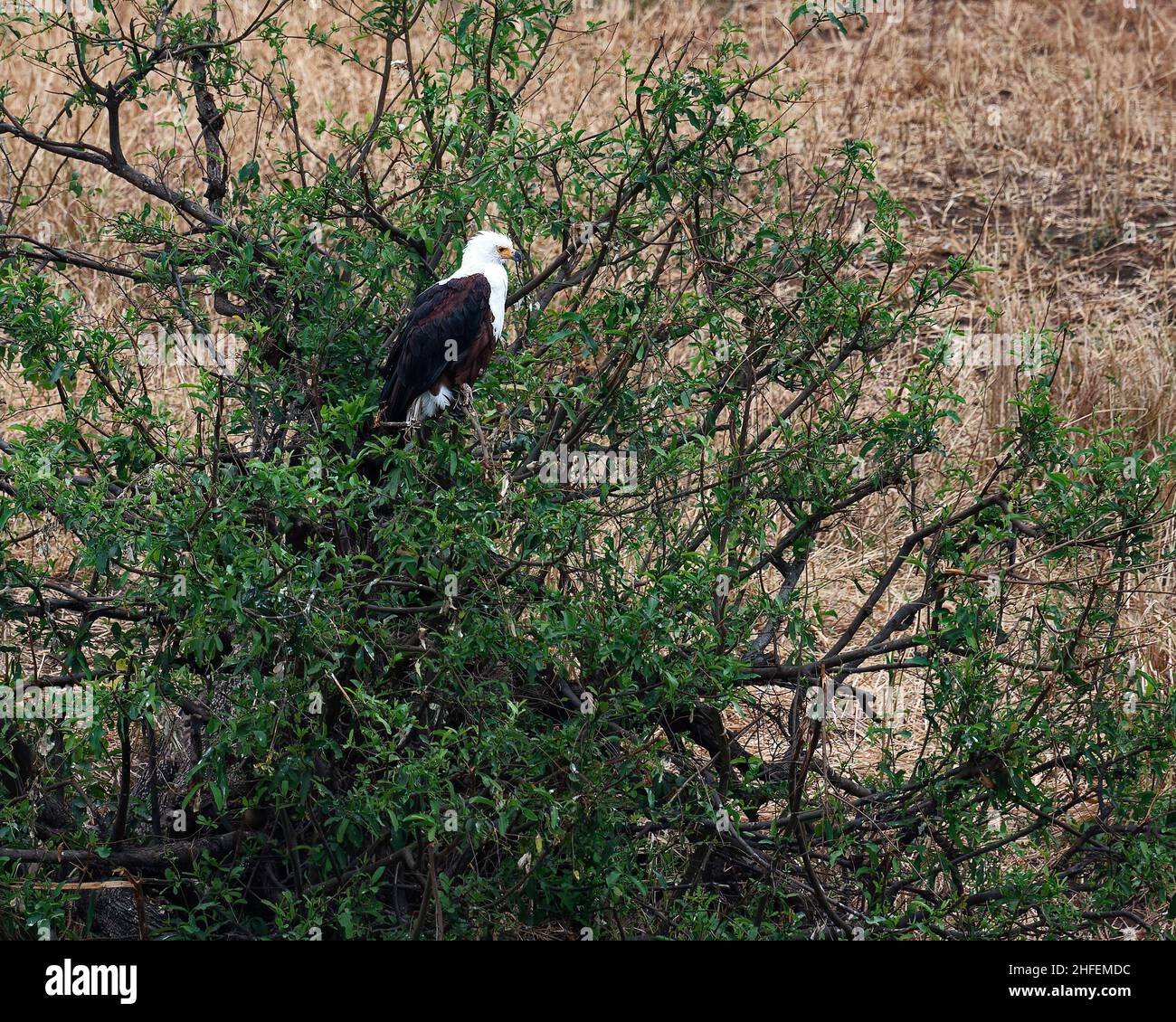 Aquila di pesce africana, seduta in albero, vocifer Haliaeetus, predatore, aquila di mare africana, Fauna selvatica, uccello di preda, corpo marrone, testa bianca e petto, Tarang Foto Stock