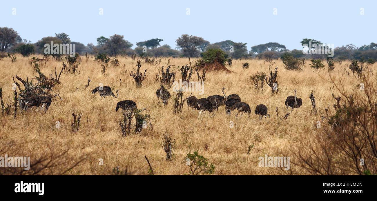 Scena struzzo, camminando, nutrendo, Struthio camelus, il più grande uccello del mondo, Senza luce, gambe lunghe, fauna selvatica, Parco Nazionale Tarangire; Tanzania; Africa Foto Stock