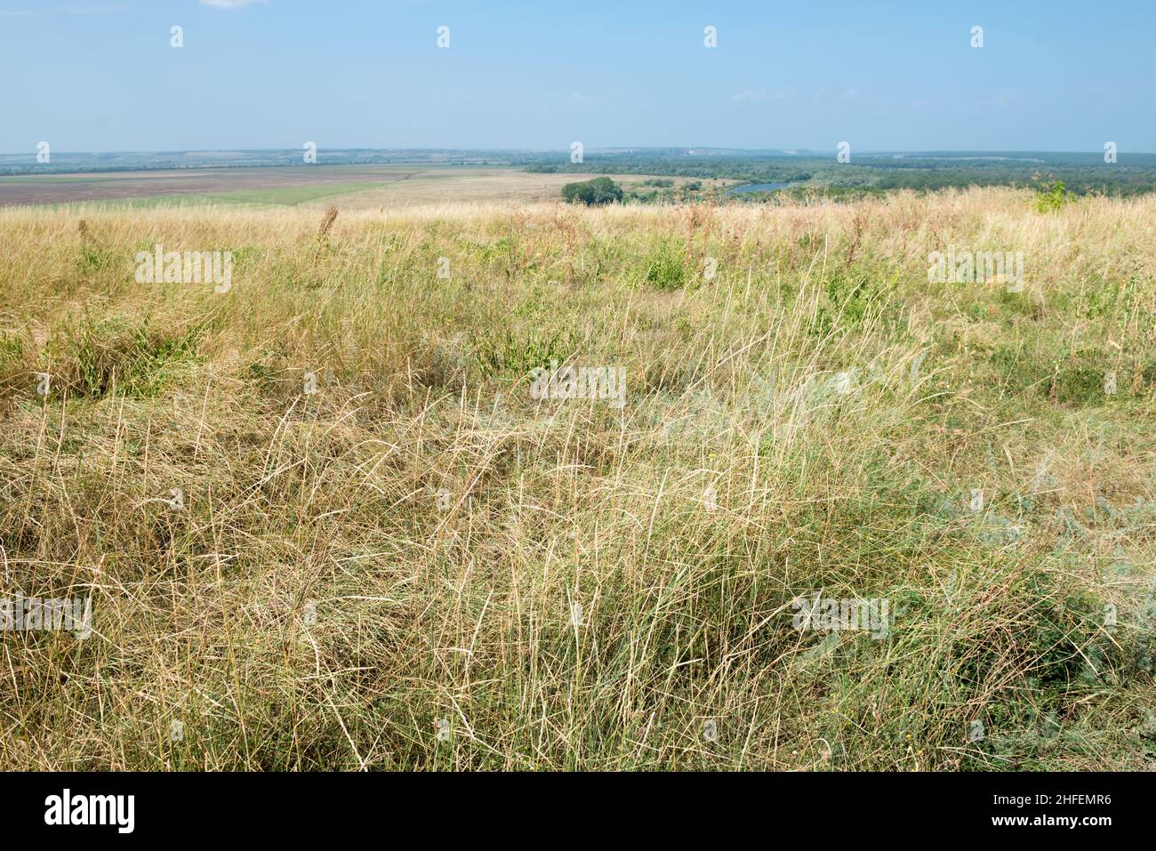 Erba asciutta al bordo della collina Foto Stock