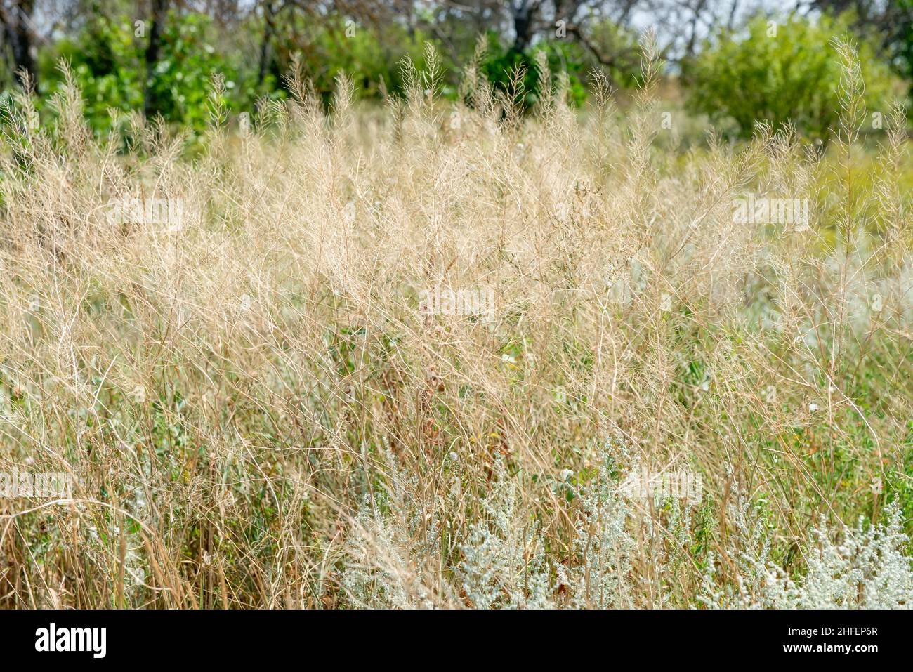 Erba secca su un campo in una giornata estiva di sole Foto Stock