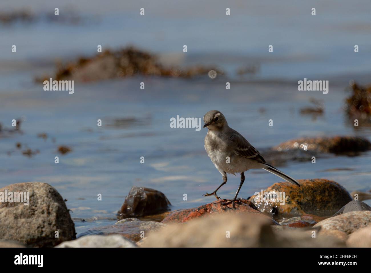 Jugendliche bachstelze am Strand von Poel Foto Stock