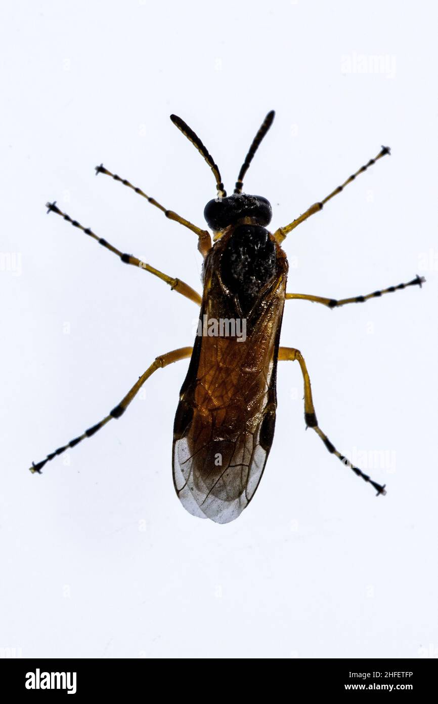 Symphyta sono un sottordine di Hymenoptera, probabilmente parafiletico. Foto Stock