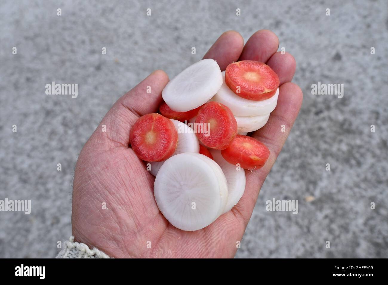 primo piano il mazzo di carote rosse affettate con un rafano bianco tenere la mano su sfondo grigio fuori fuoco. Foto Stock