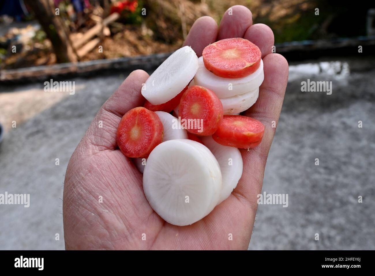 primo piano il mazzo di carote rosse affettate con un rafano bianco tenere la mano fuori fuoco sfondo grigio marrone. Foto Stock