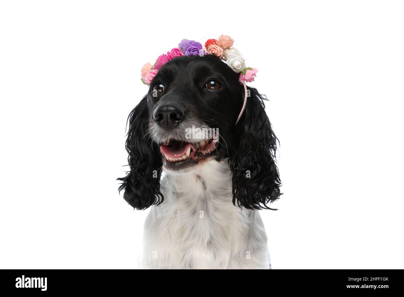 primo piano di un bel cane springer spaniel inglese con cerchietto di fiori  che guarda via e pancia su sfondo bianco in studio Foto stock - Alamy
