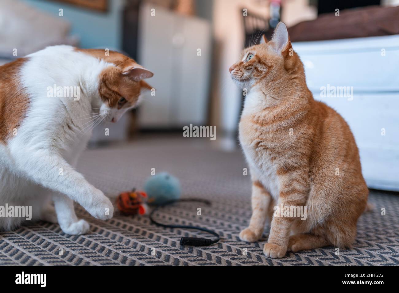 due gatti domestici marroni che giocano con alcuni giocattoli sul tappeto Foto Stock