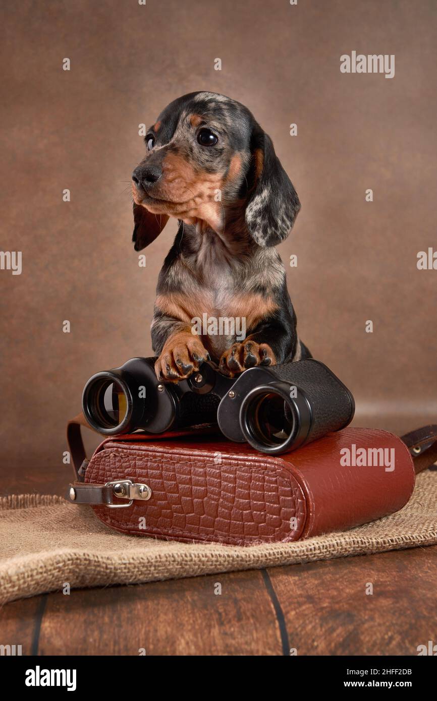 Un carino cucciolo di marmo dachshund si siede con binocolo su uno sfondo marrone. Il concetto di caccia con un cane Foto Stock