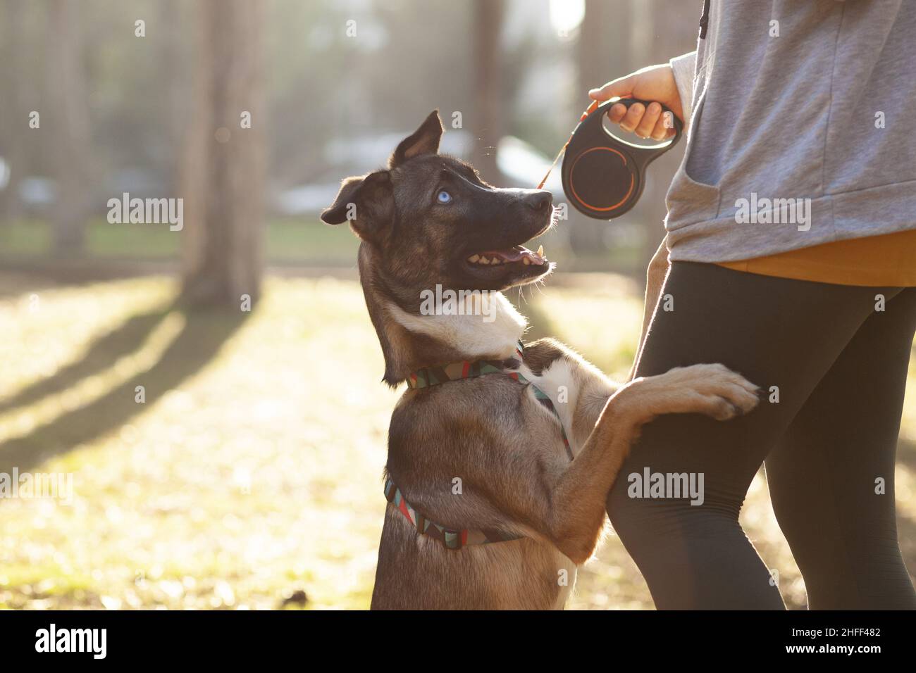 Giovane donna sportiva vestita allena il suo cane nel parco, addestramento del cane Foto Stock