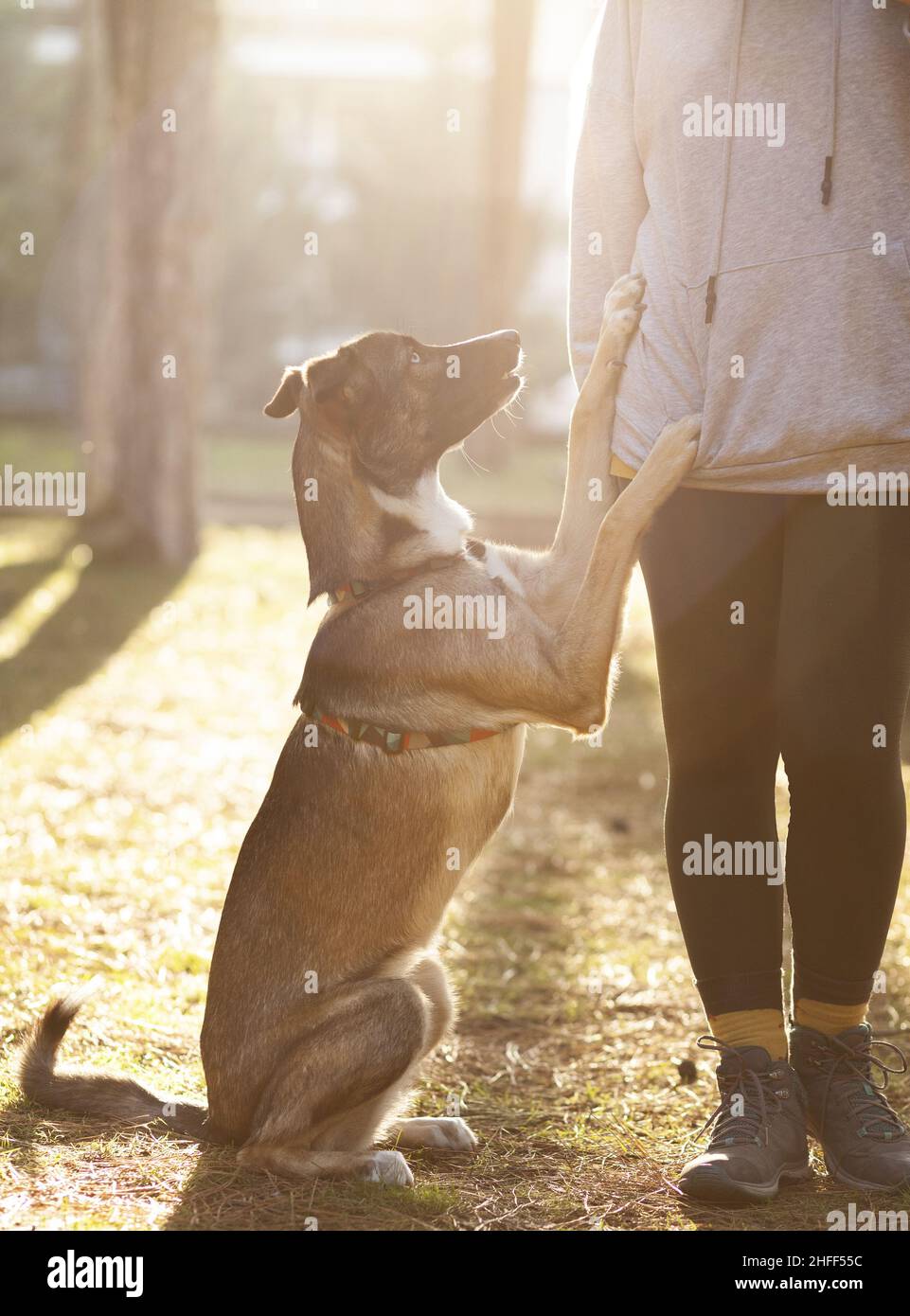 Giovane donna sportiva vestita allena il suo cane nel parco, addestramento del cane Foto Stock
