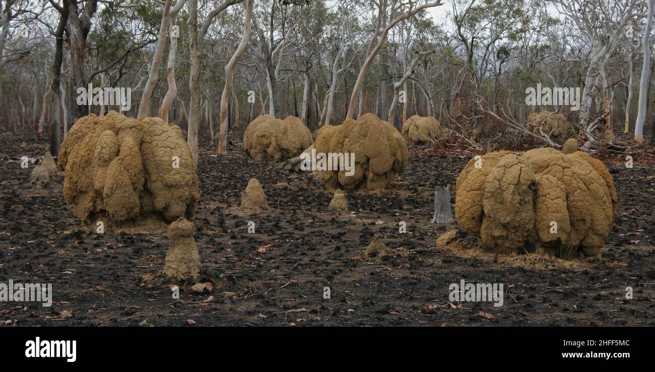 Tumuli di termite nel territorio del Nord in Australia Foto Stock