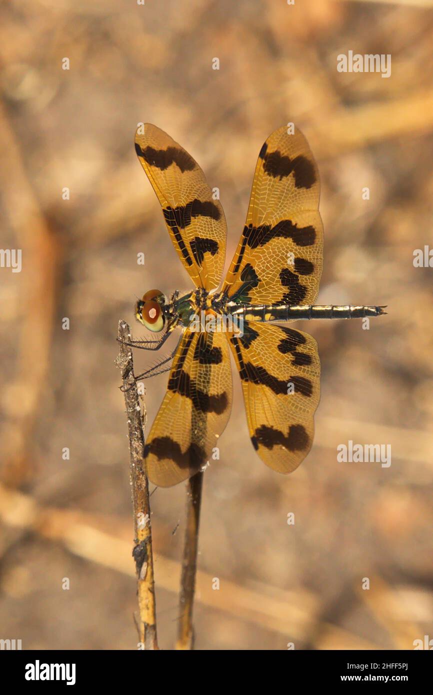 Flutterer Dragonfly in Kakadu National Park in Northern Territory in Australia Foto Stock