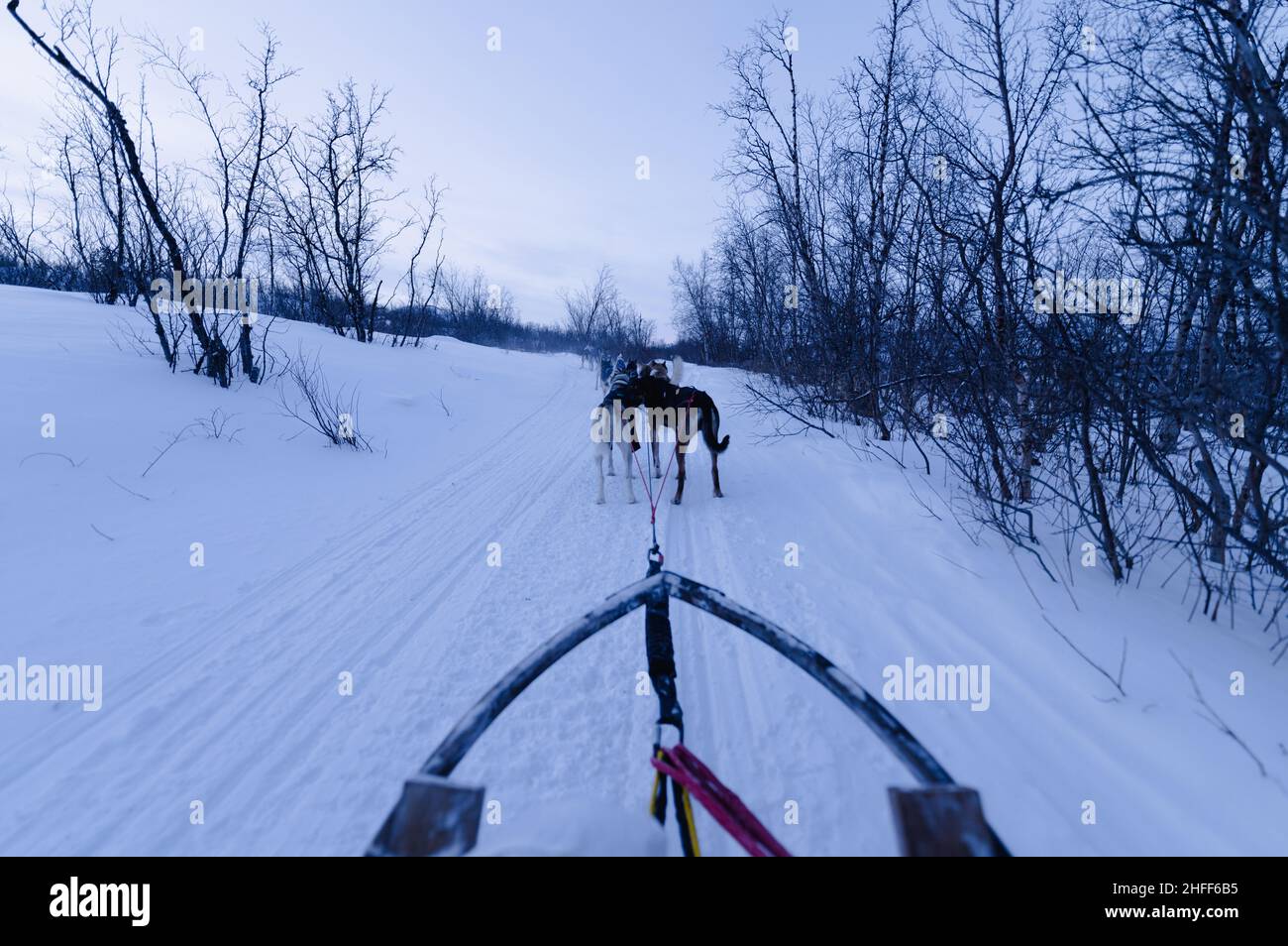 Cani in Sledding in Lapponia svedese, inverno. Svezia Foto Stock