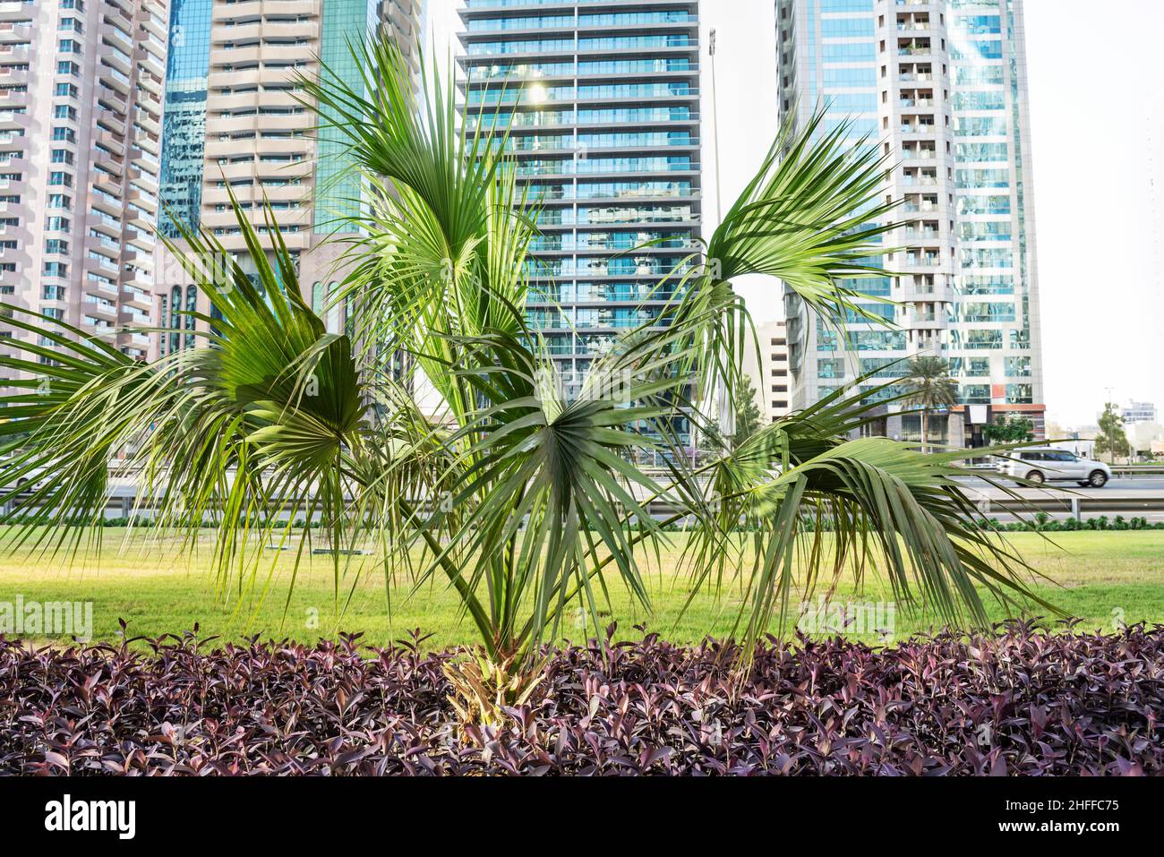 Albero di palma con foglie verdi sullo sfondo di una città moderna. Foto Stock