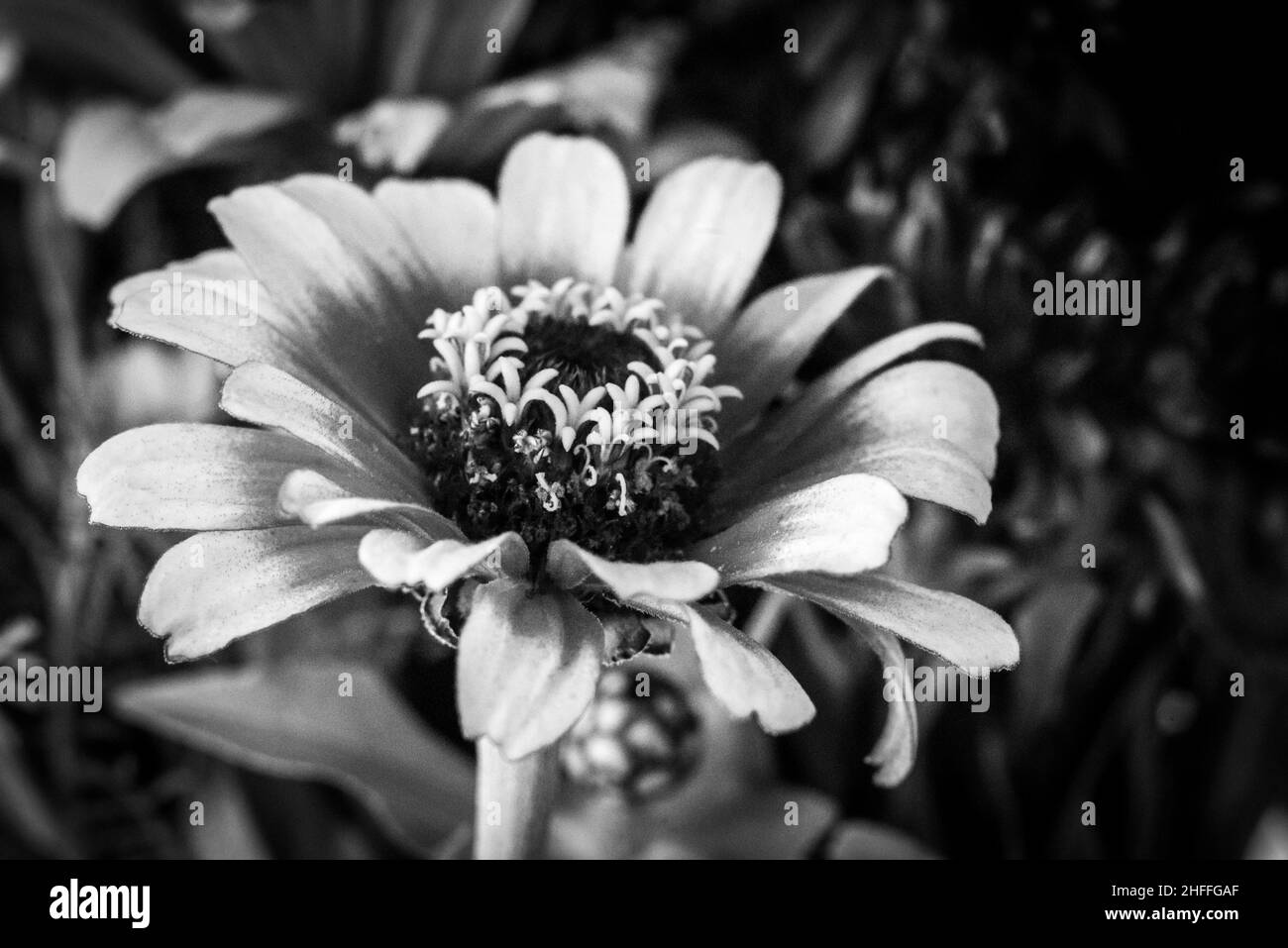 Vista ravvicinata di un bellissimo e colorato astro in un bouquet di fiori Foto Stock