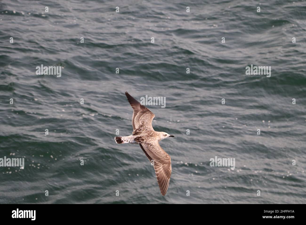 Seagull scivola su un cielo estivo limpido Foto Stock
