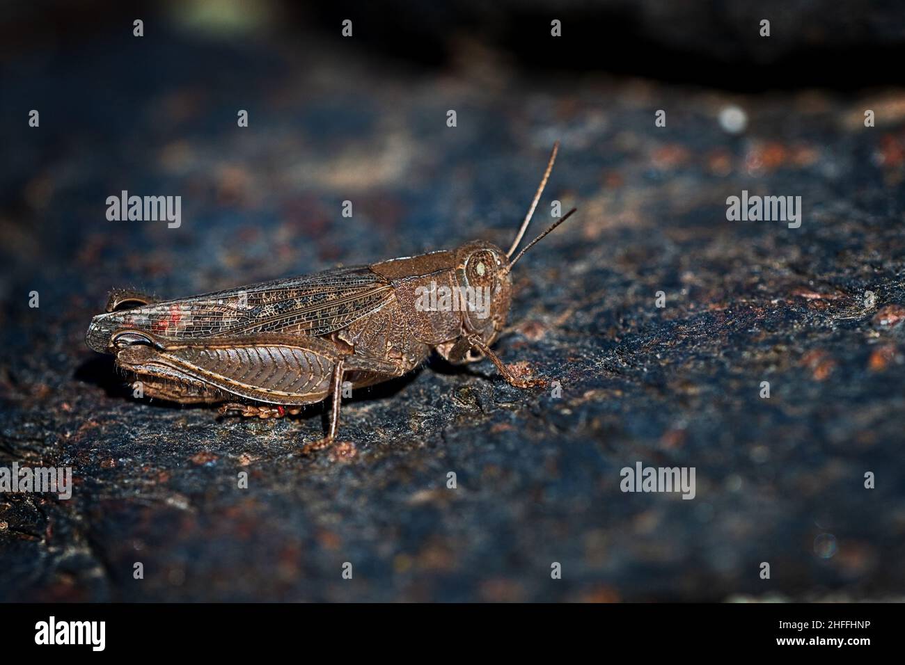 Orthoptera sono insetti paurmetabolici con boccagli mastici. Foto Stock