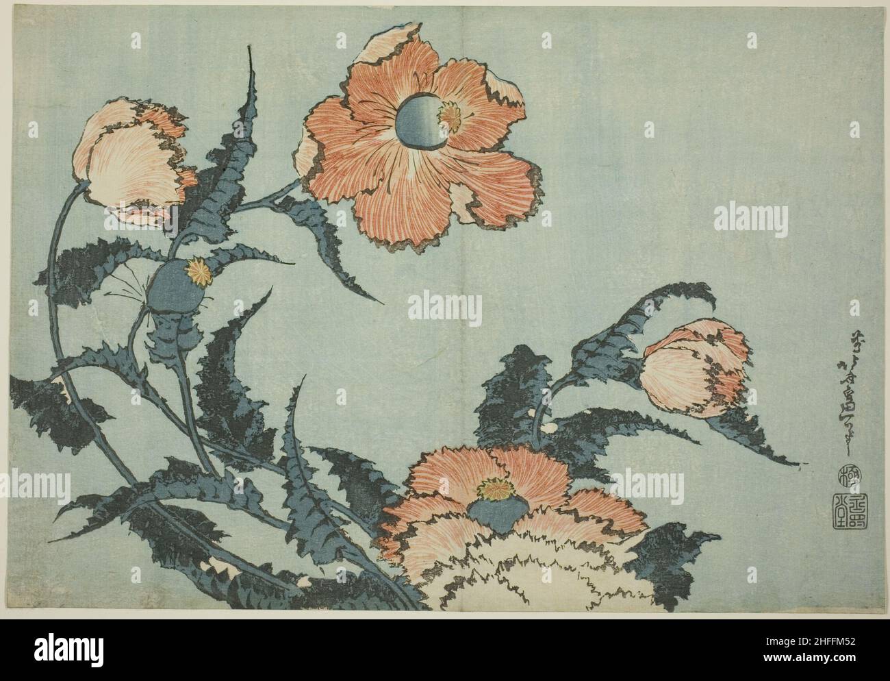 Papaveri, da una serie di fiori senza titolo, Giappone, c.. 1832. Foto Stock