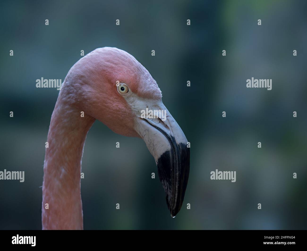 Flamingo testa e becco dettaglio. Foto Stock