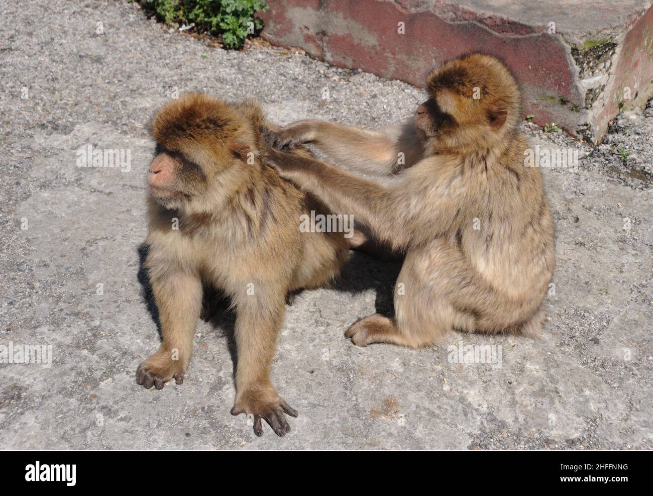 Barbary Macaque aka Barbary Ape Foto Stock