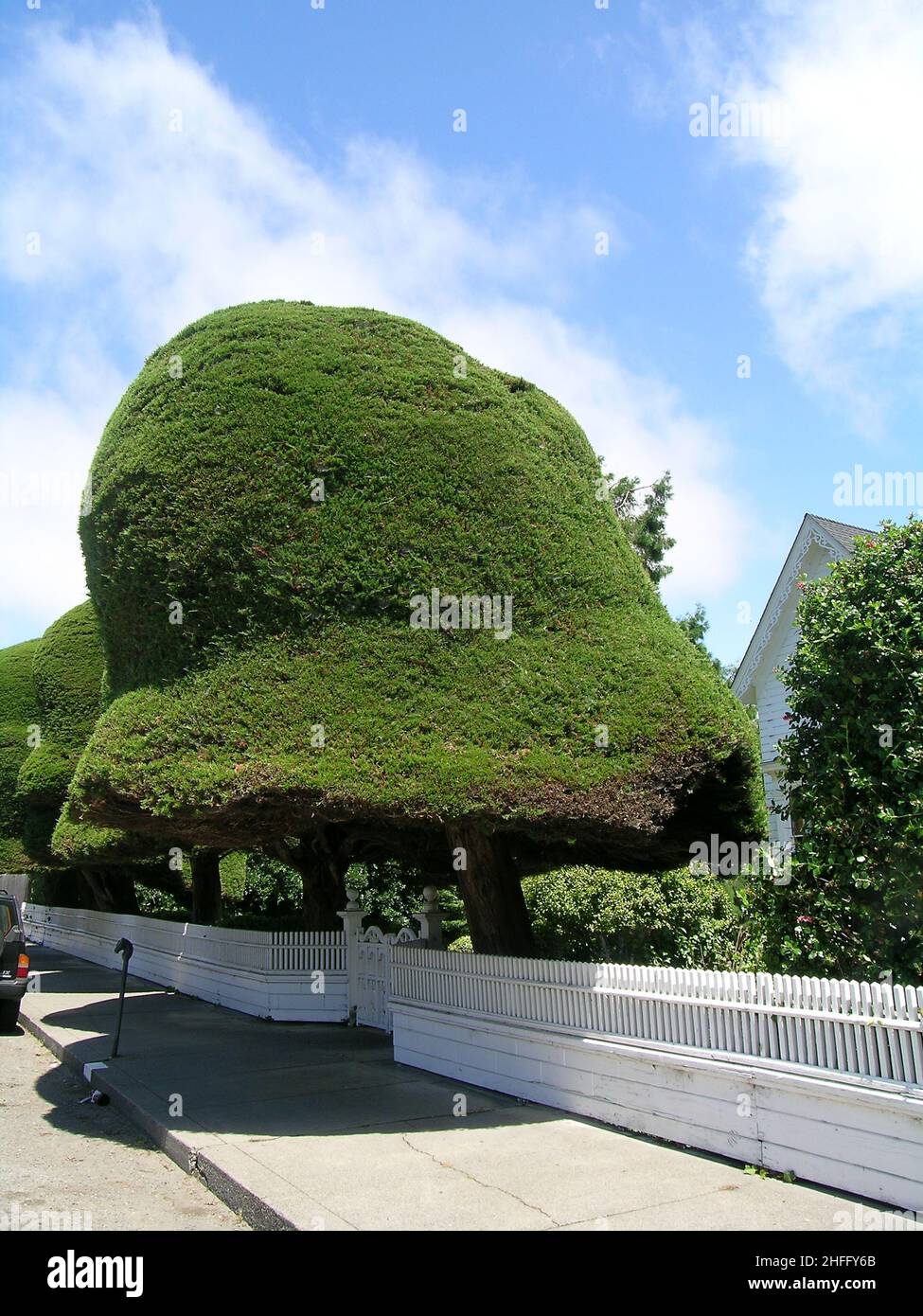 Alberi di goccia di gomma, cipressi rifiniti a Ferndale, California Stati Uniti d'America Foto Stock