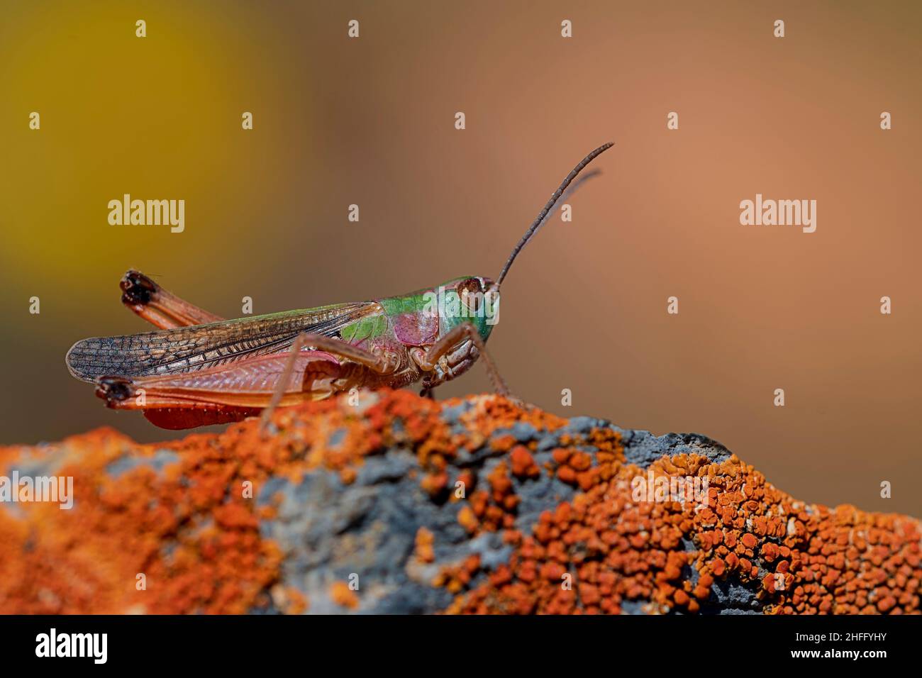 Insetti arancioni rossi e marroni immagini e fotografie stock ad alta  risoluzione - Alamy