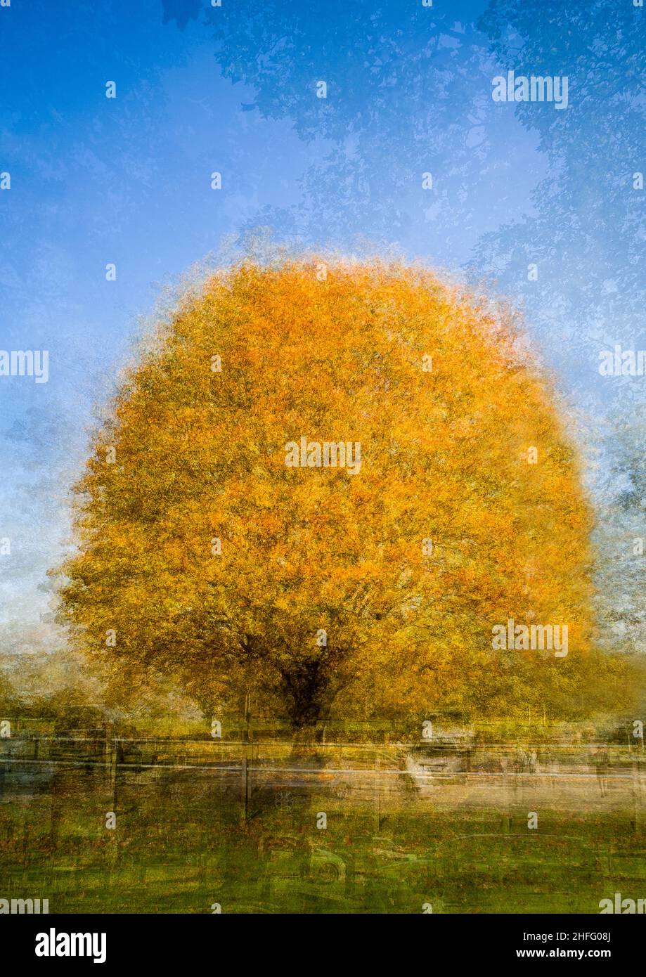 Foto di esposizione multipla di un albero di quercia in autunno dando un'immagine impressionista. Foto Stock