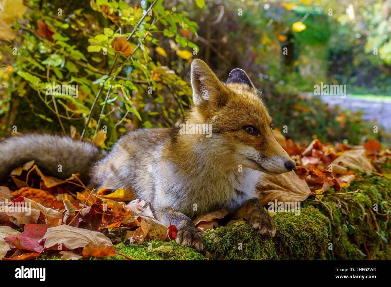 Giovane volpe rossa in habitat naturale Foto Stock